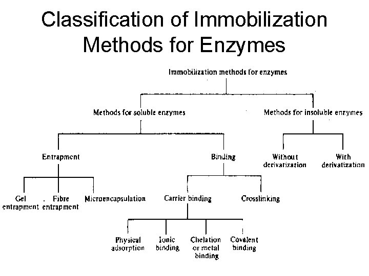 Classification of Immobilization Methods for Enzymes 