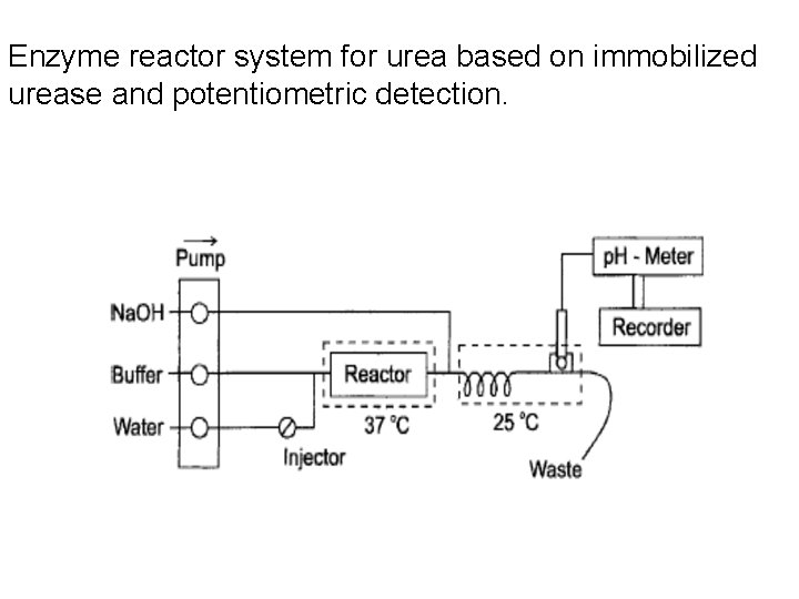 Enzyme reactor system for urea based on immobilized urease and potentiometric detection. 