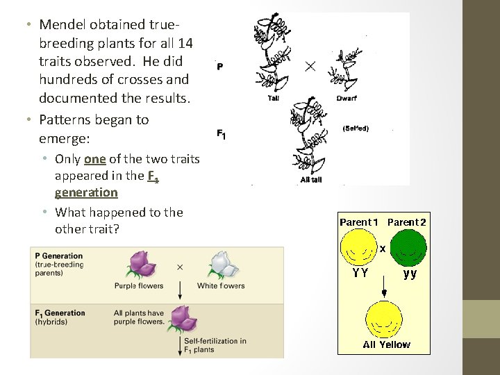  • Mendel obtained truebreeding plants for all 14 traits observed. He did hundreds