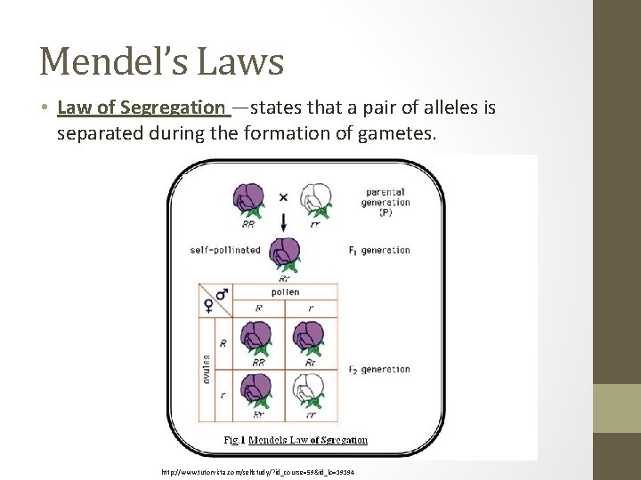 Mendel’s Laws • Law of Segregation —states that a pair of alleles is separated