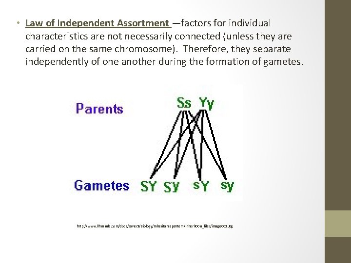  • Law of Independent Assortment —factors for individual characteristics are not necessarily connected