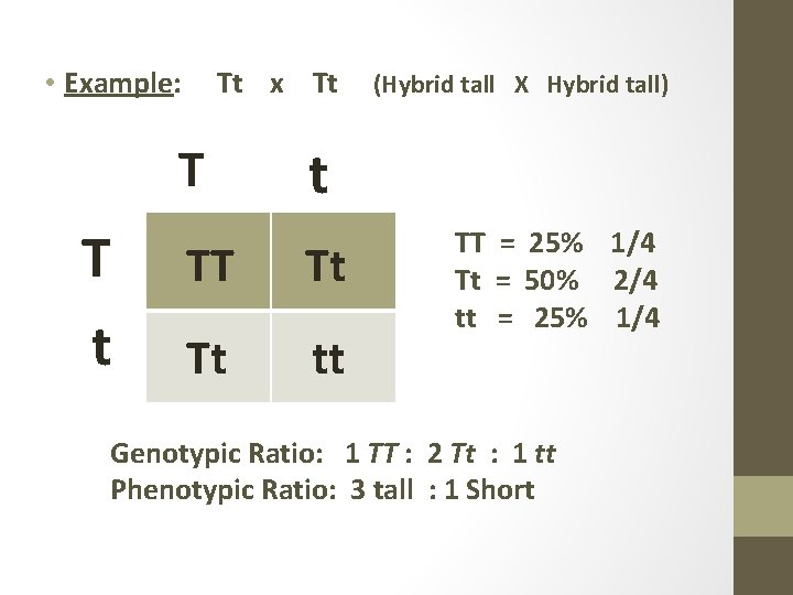  • Example: Tt x Tt T T t (Hybrid tall X Hybrid tall)