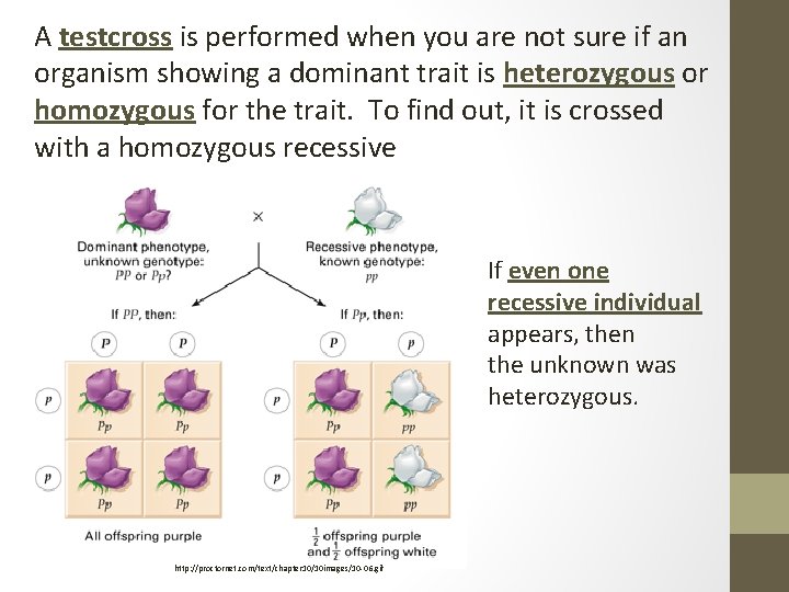 A testcross is performed when you are not sure if an organism showing a