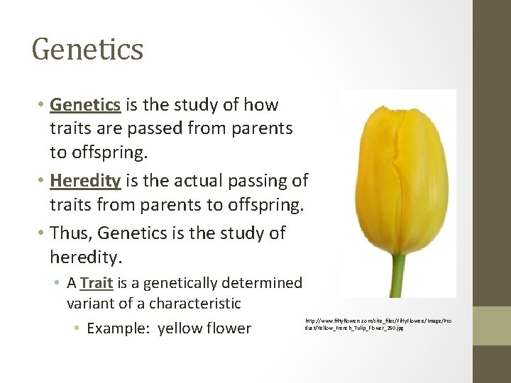 Genetics • Genetics is the study of how traits are passed from parents to