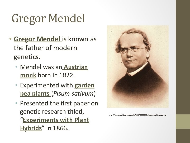 Gregor Mendel • Gregor Mendel is known as the father of modern genetics. •
