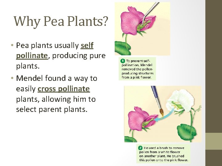 Why Pea Plants? • Pea plants usually self pollinate, producing pure plants. • Mendel