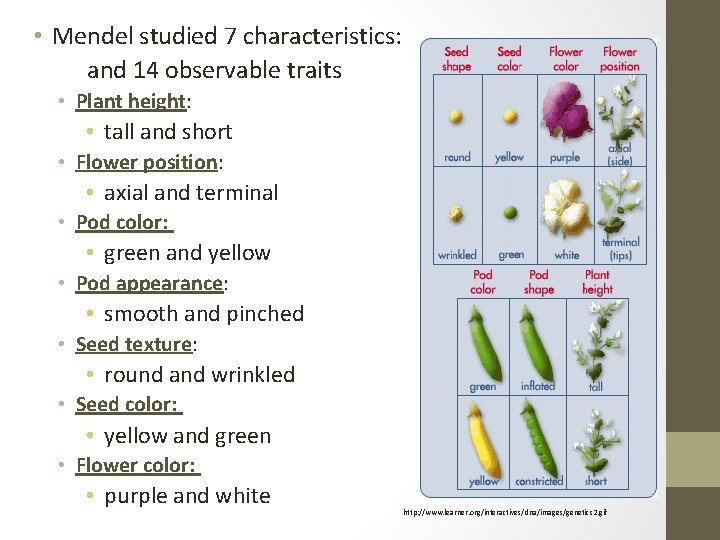  • Mendel studied 7 characteristics: and 14 observable traits • Plant height: •