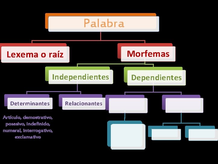 Palabra Morfemas Lexema o raíz Independientes Determinantes Artículo, demostrativo, posesivo, indefinido, numeral, interrogativo, exclamativo