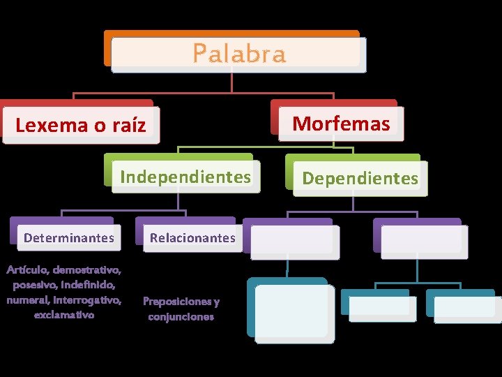 Palabra Morfemas Lexema o raíz Independientes Determinantes Artículo, demostrativo, posesivo, indefinido, numeral, interrogativo, exclamativo