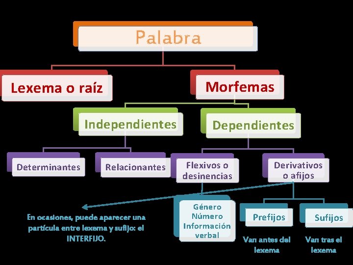 Palabra Morfemas Lexema o raíz Independientes Determinantes Relacionantes En ocasiones, puede aparecer una partícula