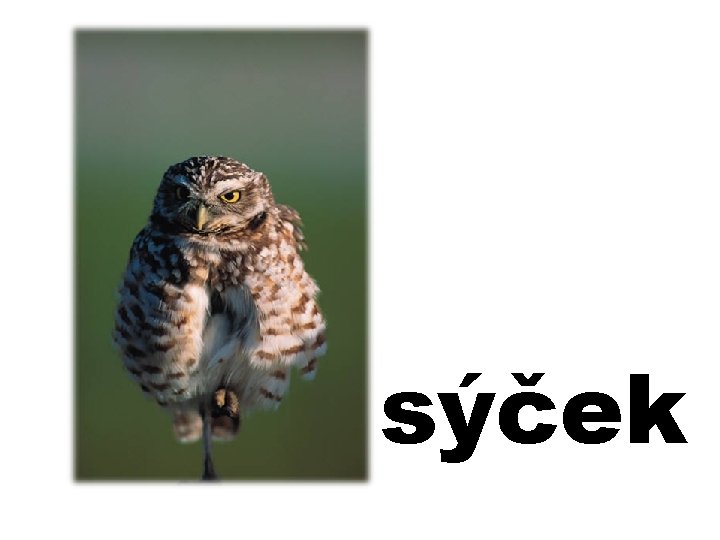 sýček 