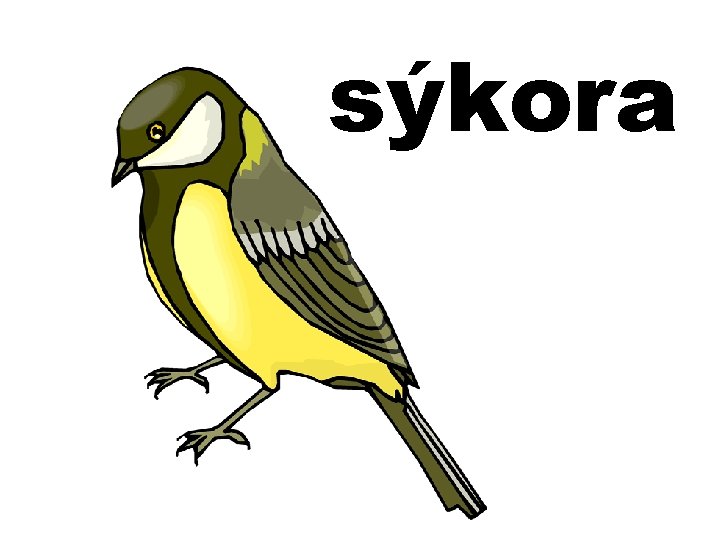 sýkora 