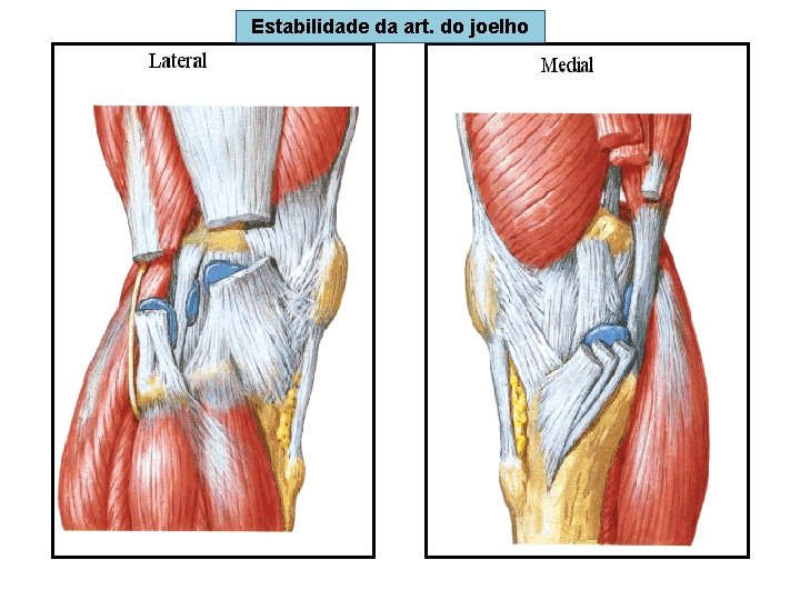Estabilidade da art. do joelho 