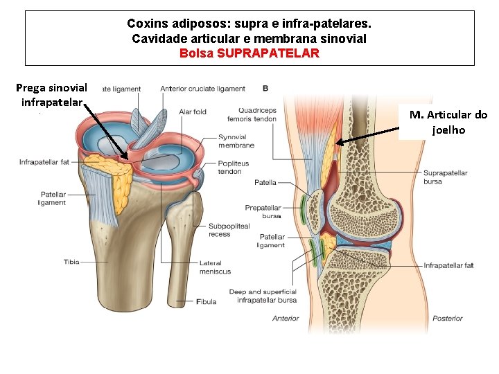 Coxins adiposos: supra e infra-patelares. Cavidade articular e membrana sinovial Bolsa SUPRAPATELAR Prega sinovial
