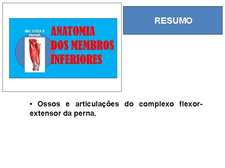 RESUMO • Ossos e articulações do complexo flexorextensor da perna. 