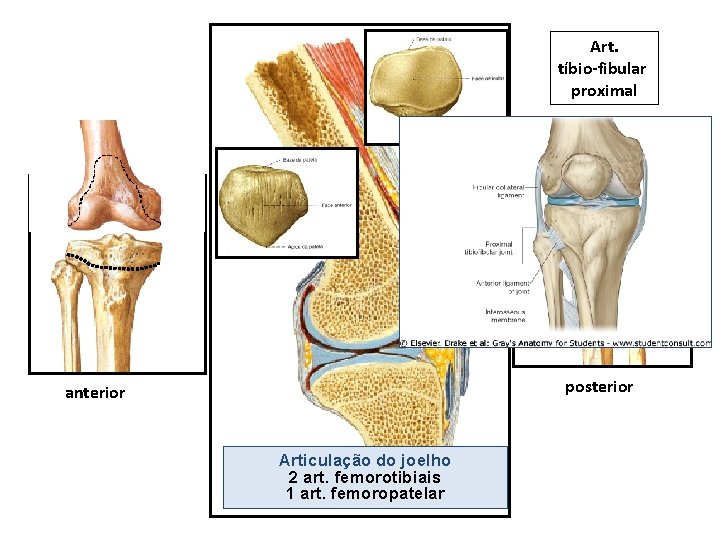 Articulação do Joelho e Art. tíbio-fibular proximal posterior anterior Articulação do joelho 2 art.
