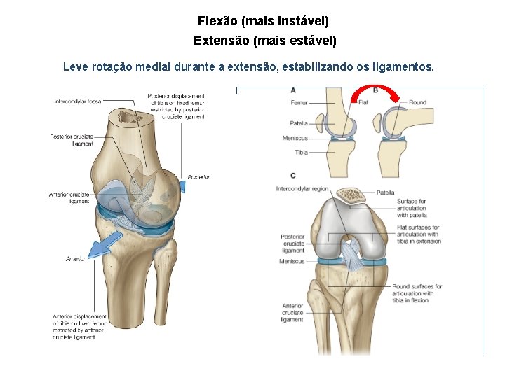 Flexão (mais instável) Extensão (mais estável) Leve rotação medial durante a extensão, estabilizando os