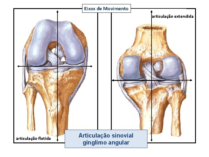 Eixos de Movimento articulação extendida articulação fletida Articulação sinovial gínglimo angular 