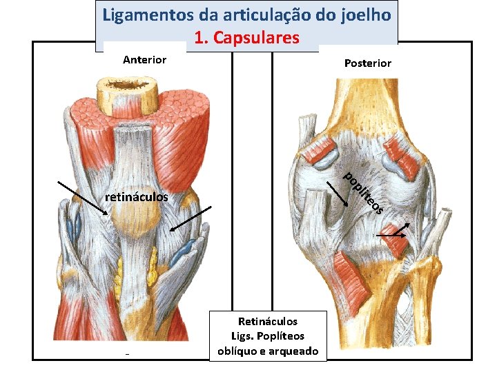 Ligamentos da articulação do joelho 1. Capsulares Anterior Posterior pl po os ite retináculos