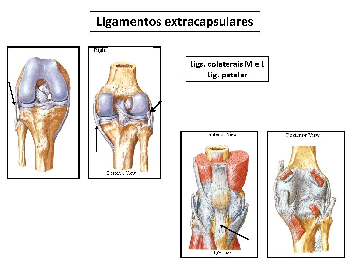 Ligamentos extracapsulares Ligs. colaterais M e L Lig. patelar 
