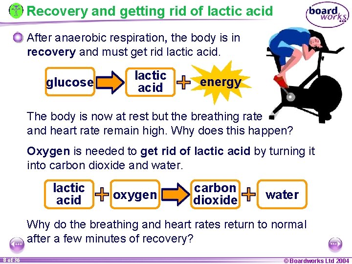 Recovery and getting rid of lactic acid After anaerobic respiration, the body is in