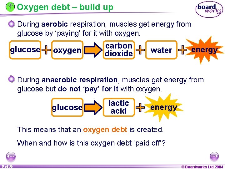 Oxygen debt – build up During aerobic respiration, muscles get energy from glucose by
