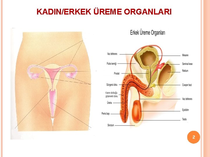 KADIN/ERKEK ÜREME ORGANLARI 2 