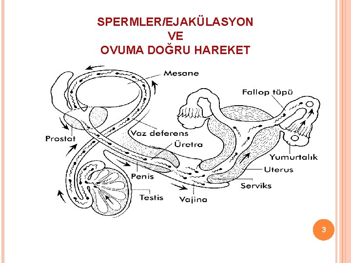 SPERMLER/EJAKÜLASYON VE OVUMA DOĞRU HAREKET 3 