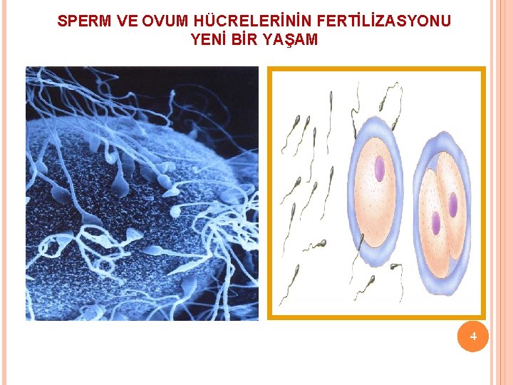 SPERM VE OVUM HÜCRELERİNİN FERTİLİZASYONU YENİ BİR YAŞAM 4 