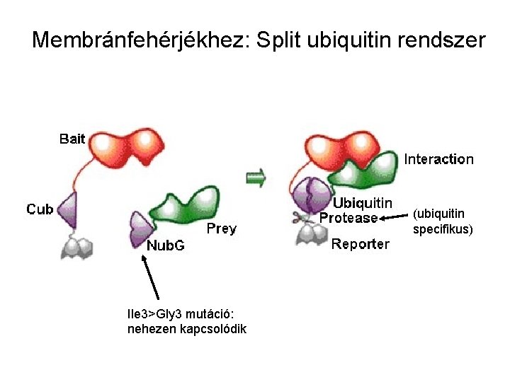 Membránfehérjékhez: Split ubiquitin rendszer (ubiquitin specifikus) Ile 3>Gly 3 mutáció: nehezen kapcsolódik 