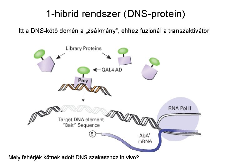 1 -hibrid rendszer (DNS-protein) Itt a DNS-kötő domén a „zsákmány”, ehhez fuzionál a transzaktivátor