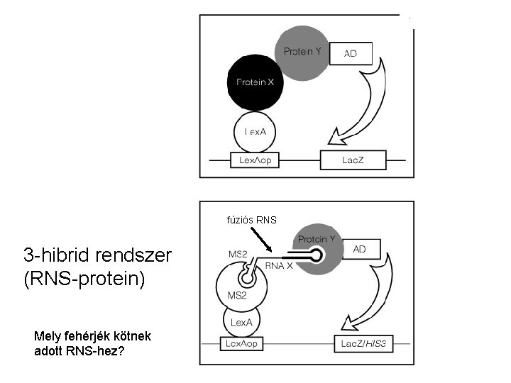 fúziós RNS 3 -hibrid rendszer (RNS-protein) Mely fehérjék kötnek adott RNS-hez? 