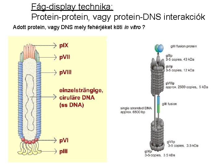 Fág-display technika: Protein-protein, vagy protein-DNS interakciók Adott protein, vagy DNS mely fehérjéket köti in