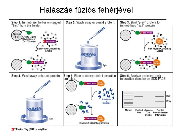 Halászás fúziós fehérjével 