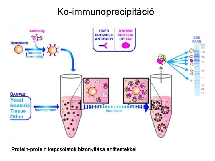 Ko-immunoprecipitáció Protein-protein kapcsolatok bizonyítása antitestekkel 