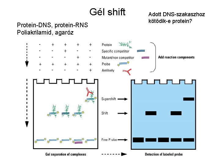 Gél shift Protein-DNS, protein-RNS Poliakrilamid, agaróz Adott DNS-szakaszhoz kötődik-e protein? 