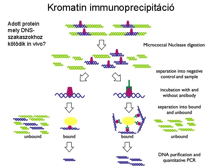 Kromatin immunoprecipitáció Adott protein mely DNSszakaszokhoz kötődik in vivo? 