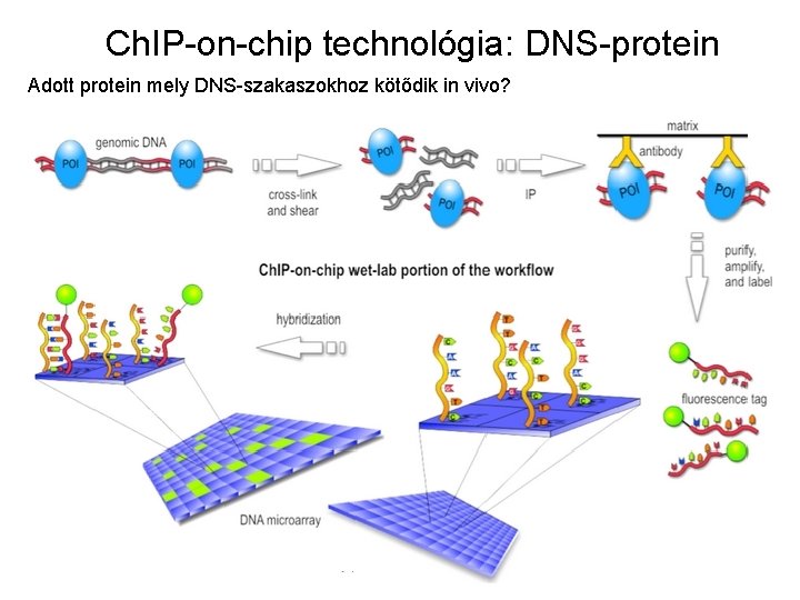 Ch. IP-on-chip technológia: DNS-protein Adott protein mely DNS-szakaszokhoz kötődik in vivo? 