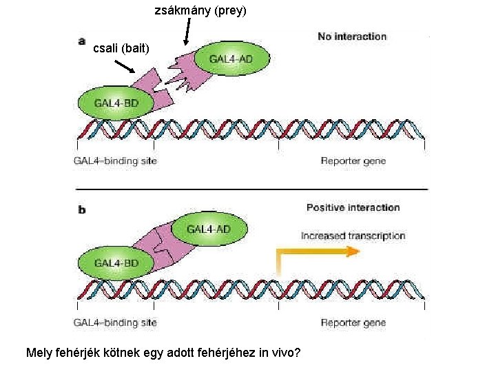 zsákmány (prey) csali (bait) Mely fehérjék kötnek egy adott fehérjéhez in vivo? 