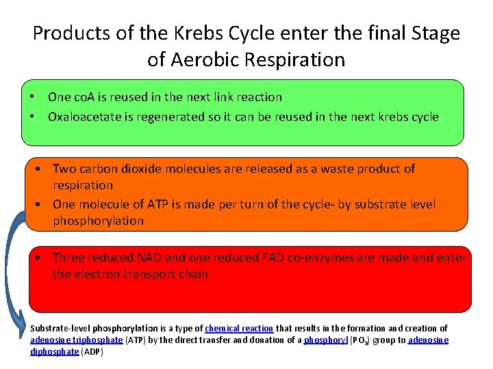Products of the Krebs Cycle enter the final Stage of Aerobic Respiration • One Products of the Krebs Cycle enter the final Stage of Aerobic Respiration • One
