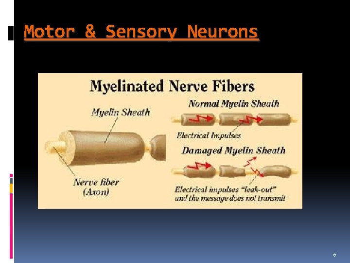 Motor & Sensory Neurons 6 