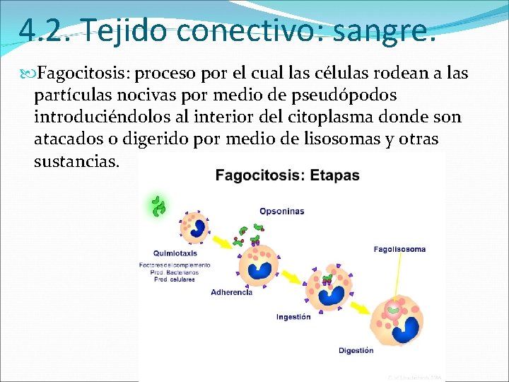 4. 2. Tejido conectivo: sangre. Fagocitosis: proceso por el cual las células rodean a