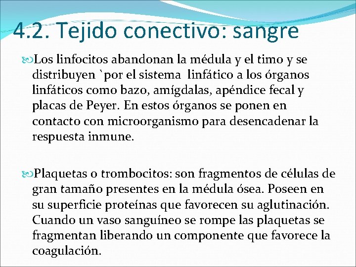 4. 2. Tejido conectivo: sangre Los linfocitos abandonan la médula y el timo y