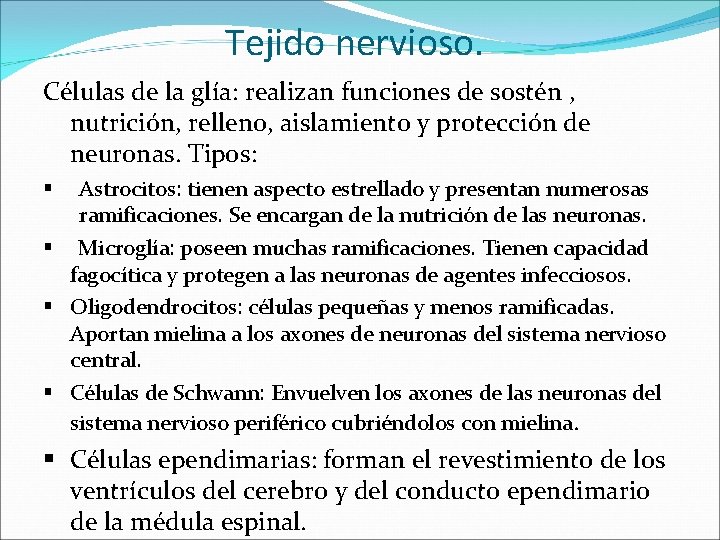 Tejido nervioso. Células de la glía: realizan funciones de sostén , nutrición, relleno, aislamiento