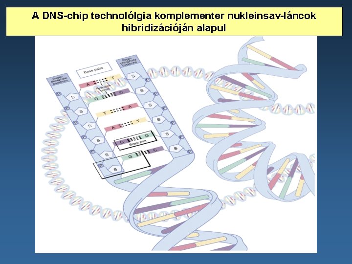 A DNS-chip technolólgia komplementer nukleinsav-láncok hibridizációján alapul 