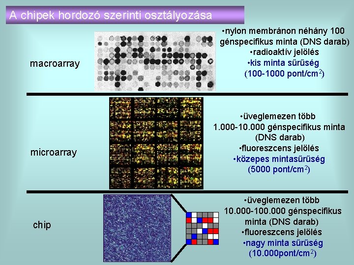 A chipek hordozó szerinti osztályozása macroarray microarray chip • nylon membránon néhány 100 génspecifikus
