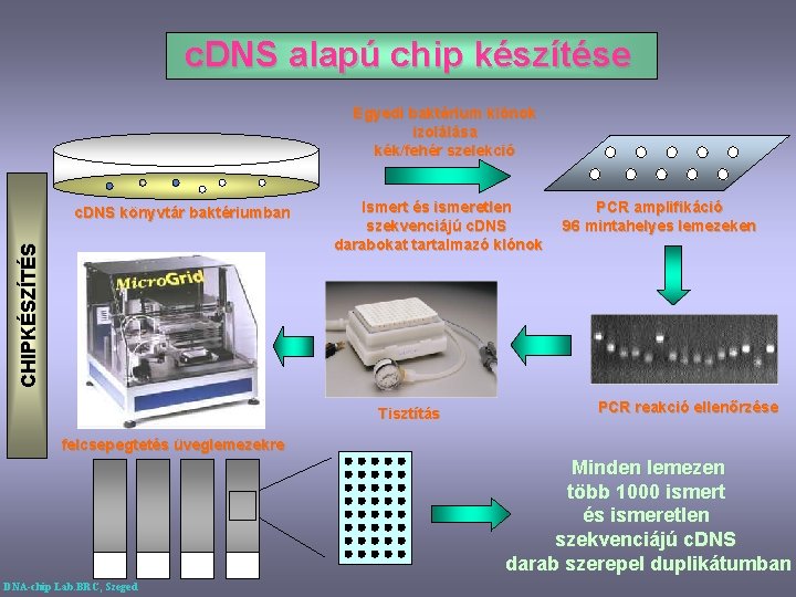 c. DNS alapú chip készítése Egyedi baktérium klónok izolálása kék/fehér szelekció CHIPKÉSZÍTÉS c. DNS