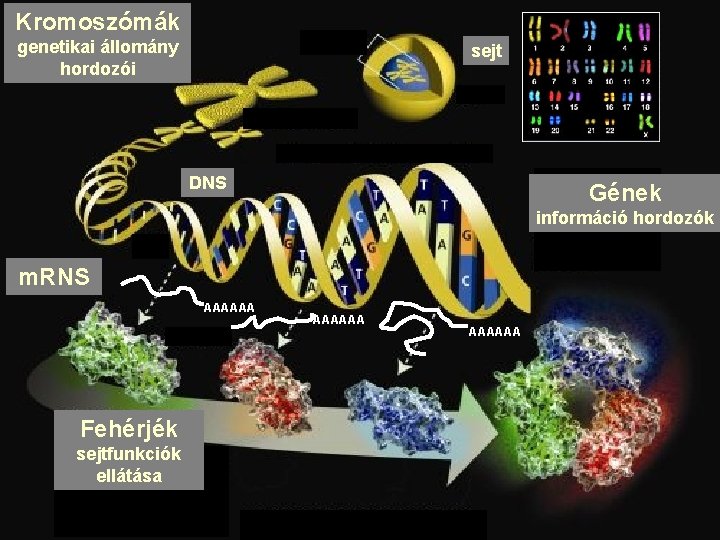 Kromoszómák genetikai állomány hordozói sejt DNS Gének információ hordozók m. RNS AAAAAA Fehérjék sejtfunkciók