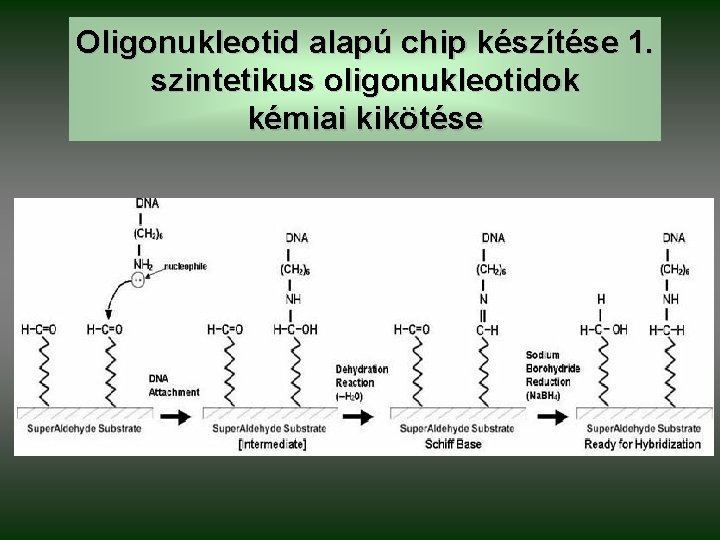 Oligonukleotid alapú chip készítése 1. szintetikus oligonukleotidok kémiai kikötése 