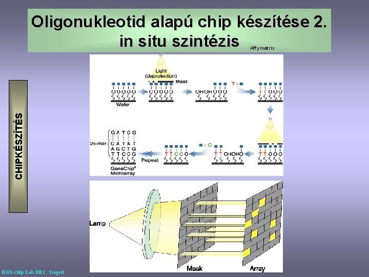 Oligonukleotid alapú chip készítése 2. in situ szintézis CHIPKÉSZÍTÉS Affymetrix DNA-chip Lab. BRC, Szeged